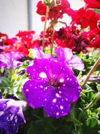 Close-up of purple flowers blooming outdoors