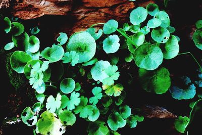 Close-up of plant