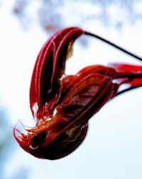 Close-up of red flower against sky