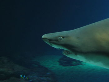 Fish swimming in sea