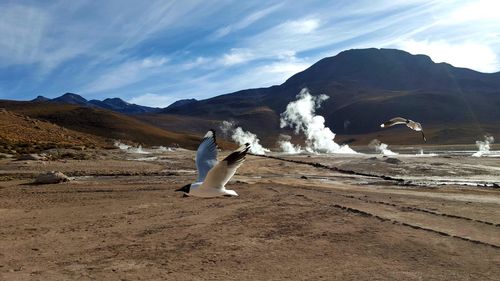 Birds flying by steam at salar de uyuni