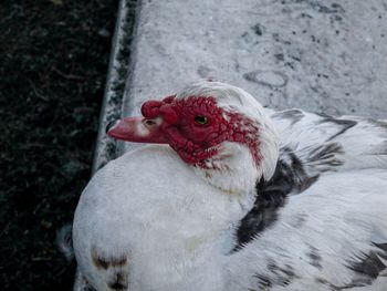 Close-up of duck sitting at lakeshore