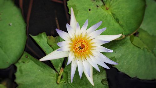 Close-up of lotus water lily in pond