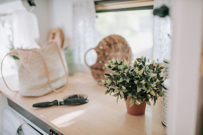 Close-up of potted plant on table at home