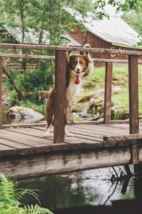 Dog on the bridge