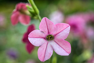 Close-up of pink flowering plant