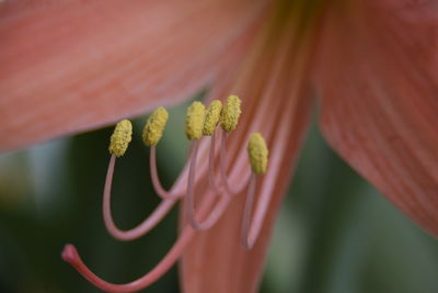 Close-up of red flowering plant