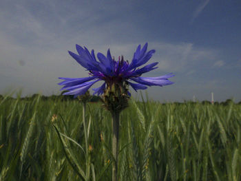 Close-up of wheat blooming on field against sky