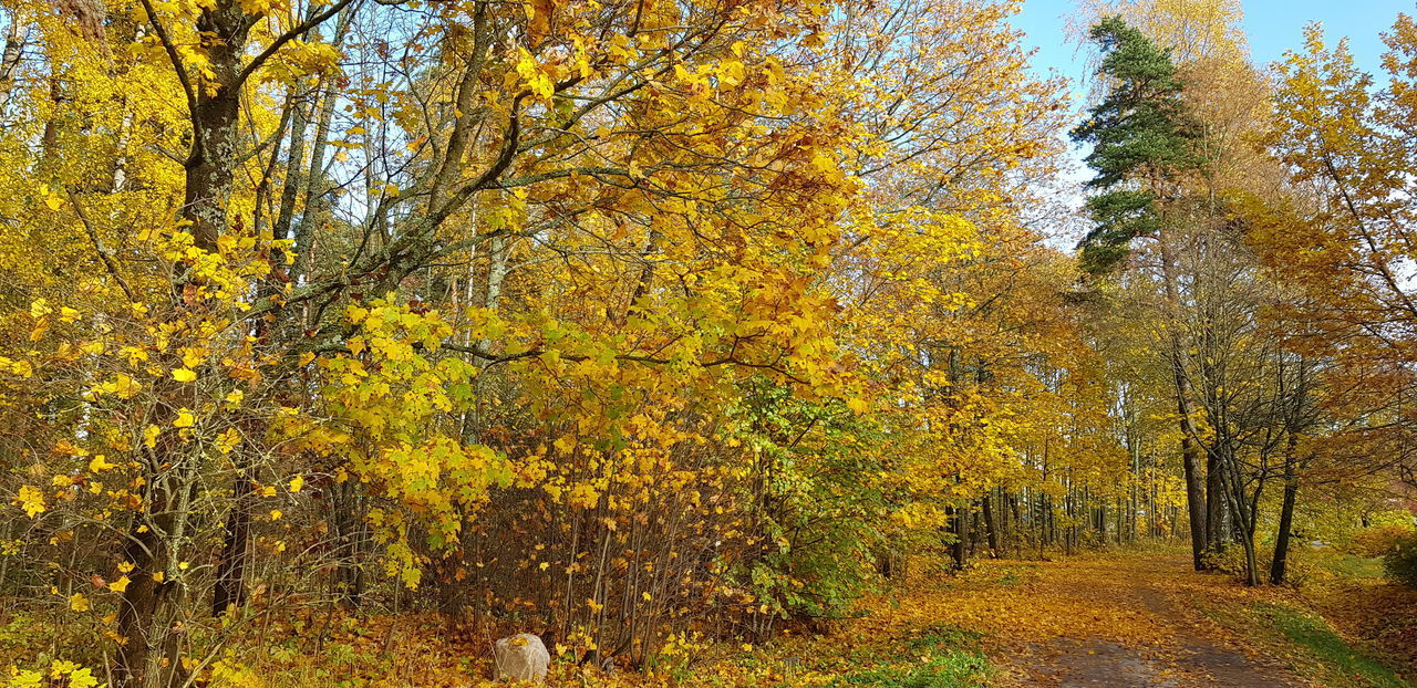 VIEW OF AUTUMNAL TREES