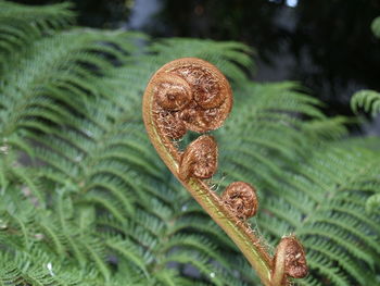 Close-up of fern