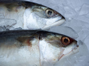 Close-up of fish for sale in market