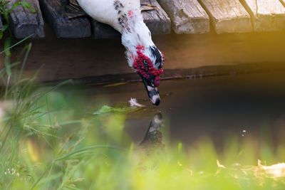 Close-up of bird in water