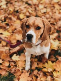 High angle view of dog standing on field