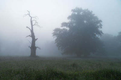 Trees on field during foggy weather