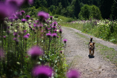 Rear view of dog on purple flowering plants