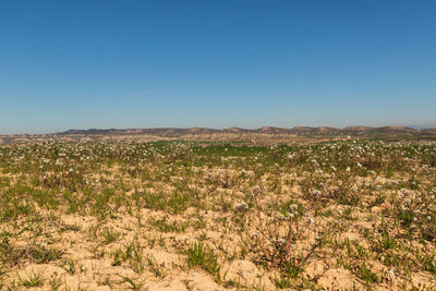 Scenic view of field against clear blue sky