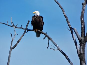 Low angle view of eagle perching on bare tree against sky