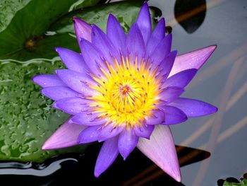 Close-up of lotus water lily in pond