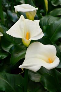 Close-up of white flowers