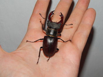 Close-up of insect on hand