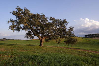 Tree on field against sky