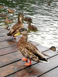 Duck swimming on lake