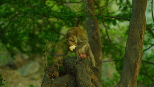 Monkey sitting on tree trunk