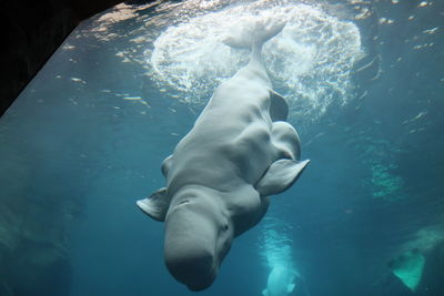 Beluga whale diving into water