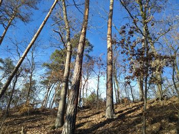 Low angle view of trees against sky