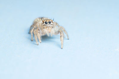 Close-up of spider