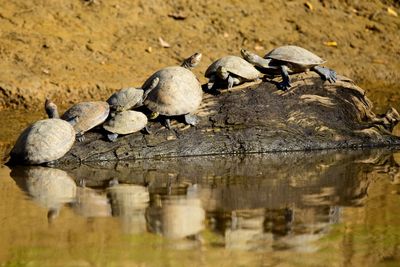 Yellow spotted river turtles perfect reflection in river at  pampas del yacuma, bolivia. 