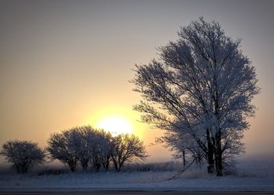 Bare trees on snow covered field during sunset