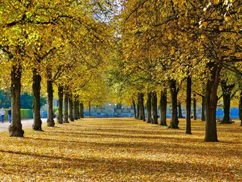 Trees in park during autumn