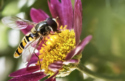 Close-up of bee pollinating on flower