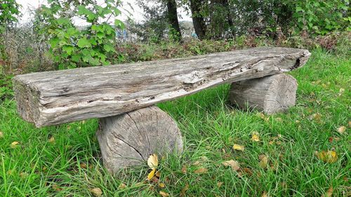 Tree on field