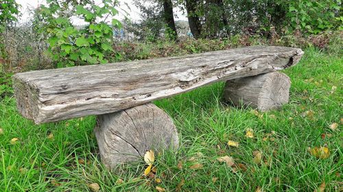 Tree on field