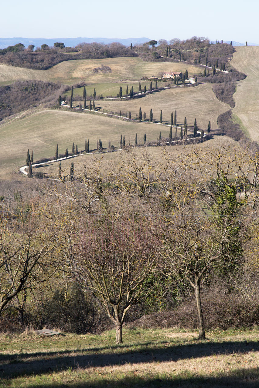 SCENIC VIEW OF TREES ON FIELD