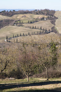 View of trees on landscape