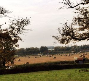 Scenic view of grassy field against sky