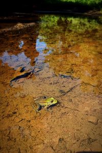 Close-up of crocodile in water