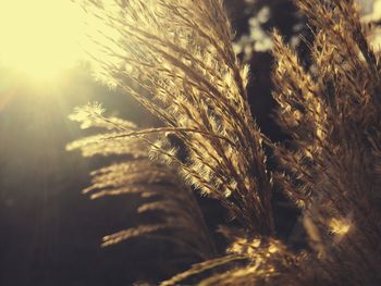 Close-up of wheat growing on field