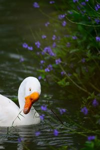 Close-up of duck swimming in lake