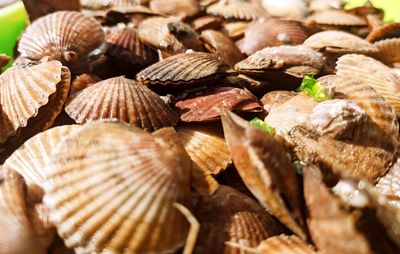 Full frame shot of seashells