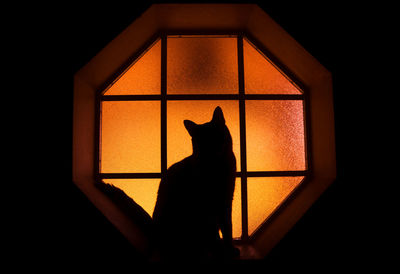 Silhouette cat looking through window at home