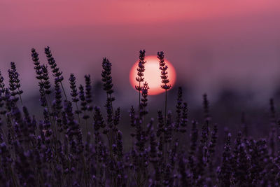 Close-up of purple flowering plants against sky during sunset