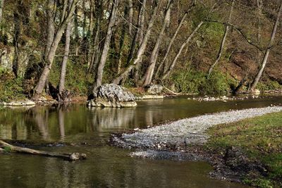 View of lake in forest