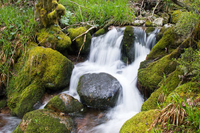 Scenic view of waterfall in forest