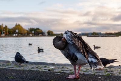 Close-up of bird perching on shore against sky