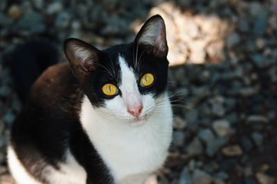 Close-up portrait of a cat