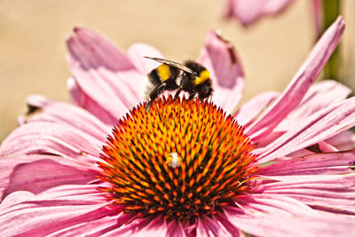 Close-up of bee pollinating on purple coneflower